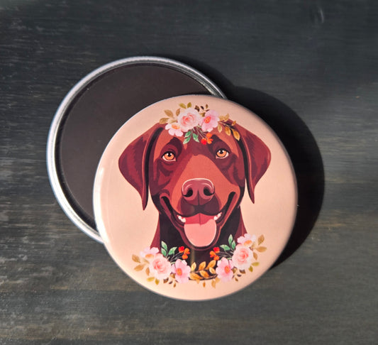 Chocolate Lab